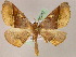  ( - BC ZSM Lep 05242)  @14 [ ] CreativeCommons - Attribution Non-Commercial Share-Alike (2010) Unspecified SNSB, Zoologische Staatssammlung Muenchen