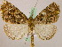  ( - BC ZSM Lep 05243)  @11 [ ] CreativeCommons - Attribution Non-Commercial Share-Alike (2010) Unspecified SNSB, Zoologische Staatssammlung Muenchen