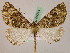  ( - BC ZSM Lep 05244)  @11 [ ] CreativeCommons - Attribution Non-Commercial Share-Alike (2010) Unspecified SNSB, Zoologische Staatssammlung Muenchen