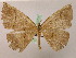  ( - BC ZSM Lep 05253)  @13 [ ] CreativeCommons - Attribution Non-Commercial Share-Alike (2010) Unspecified SNSB, Zoologische Staatssammlung Muenchen