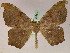  (Oxydia optimaAH02Ec - BC ZSM Lep 05255)  @13 [ ] CreativeCommons - Attribution Non-Commercial Share-Alike (2010) Unspecified SNSB, Zoologische Staatssammlung Muenchen