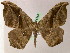  (Oxydia scriptipennaria - BC ZSM Lep 05256)  @13 [ ] CreativeCommons - Attribution Non-Commercial Share-Alike (2010) Unspecified SNSB, Zoologische Staatssammlung Muenchen