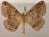  ( - BC ZSM Lep 05257)  @14 [ ] CreativeCommons - Attribution Non-Commercial Share-Alike (2010) Unspecified SNSB, Zoologische Staatssammlung Muenchen