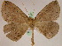  ( - BC ZSM Lep 05258)  @14 [ ] CreativeCommons - Attribution Non-Commercial Share-Alike (2010) Unspecified SNSB, Zoologische Staatssammlung Muenchen