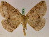  (Bonatea AH02Ec - BC ZSM Lep 05259)  @15 [ ] CreativeCommons - Attribution Non-Commercial Share-Alike (2010) Unspecified SNSB, Zoologische Staatssammlung Muenchen