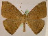  (Oxydia trychiataAH03Ec - BC ZSM Lep 05261)  @15 [ ] CreativeCommons - Attribution Non-Commercial Share-Alike (2010) Unspecified SNSB, Zoologische Staatssammlung Muenchen