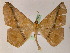  ( - BC ZSM Lep 05263)  @14 [ ] CreativeCommons - Attribution Non-Commercial Share-Alike (2010) Unspecified SNSB, Zoologische Staatssammlung Muenchen