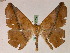  ( - BC ZSM Lep 05264)  @14 [ ] CreativeCommons - Attribution Non-Commercial Share-Alike (2010) Unspecified SNSB, Zoologische Staatssammlung Muenchen