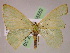  ( - BC ZSM Lep 05552)  @12 [ ] CreativeCommons - Attribution Non-Commercial Share-Alike (2010) Unspecified SNSB, Zoologische Staatssammlung Muenchen