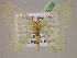  (Nemoria rectilineaAH01 - BC ZSM Lep 05580)  @14 [ ] CreativeCommons - Attribution Non-Commercial Share-Alike (2010) Unspecified SNSB, Zoologische Staatssammlung Muenchen