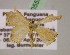  ( - BC ZSM Lep 05596)  @13 [ ] CreativeCommons - Attribution Non-Commercial Share-Alike (2010) Unspecified SNSB, Zoologische Staatssammlung Muenchen