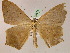  (Prochoerodes onustariaAH01Pe - BC ZSM Lep 05614)  @14 [ ] CreativeCommons - Attribution Non-Commercial Share-Alike (2010) Unspecified SNSB, Zoologische Staatssammlung Muenchen
