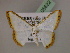  ( - BC ZSM Lep 05622)  @13 [ ] CreativeCommons - Attribution Non-Commercial Share-Alike (2010) Unspecified SNSB, Zoologische Staatssammlung Muenchen