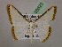  ( - BC ZSM Lep 05623)  @13 [ ] CreativeCommons - Attribution Non-Commercial Share-Alike (2010) Unspecified SNSB, Zoologische Staatssammlung Muenchen
