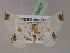  ( - BC ZSM Lep 05627)  @13 [ ] CreativeCommons - Attribution Non-Commercial Share-Alike (2010) Unspecified SNSB, Zoologische Staatssammlung Muenchen