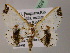  ( - BC ZSM Lep 05628)  @13 [ ] CreativeCommons - Attribution Non-Commercial Share-Alike (2010) Unspecified SNSB, Zoologische Staatssammlung Muenchen