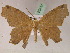  (Eutomopepla AH01Pe - BC ZSM Lep 05630)  @13 [ ] CreativeCommons - Attribution Non-Commercial Share-Alike (2010) Unspecified SNSB, Zoologische Staatssammlung Muenchen
