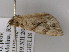  ( - BC ZSM Lep 07432)  @12 [ ] CreativeCommons - Attribution Non-Commercial Share-Alike (2010) Unspecified SNSB, Zoologische Staatssammlung Muenchen