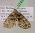  ( - BC ZSM Lep 07434)  @11 [ ] CreativeCommons - Attribution Non-Commercial Share-Alike (2010) Unspecified SNSB, Zoologische Staatssammlung Muenchen