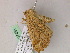  ( - BC ZSM Lep 07451)  @11 [ ] CreativeCommons - Attribution Non-Commercial Share-Alike (2010) Unspecified SNSB, Zoologische Staatssammlung Muenchen