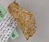  ( - BC ZSM Lep 07470)  @12 [ ] CreativeCommons - Attribution Non-Commercial Share-Alike (2010) Unspecified SNSB, Zoologische Staatssammlung Muenchen