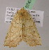  ( - BC ZSM Lep 07471)  @12 [ ] CreativeCommons - Attribution Non-Commercial Share-Alike (2010) Unspecified SNSB, Zoologische Staatssammlung Muenchen
