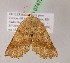  ( - BC ZSM Lep 07472)  @12 [ ] CreativeCommons - Attribution Non-Commercial Share-Alike (2010) Unspecified SNSB, Zoologische Staatssammlung Muenchen