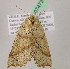  ( - BC ZSM Lep 07473)  @12 [ ] CreativeCommons - Attribution Non-Commercial Share-Alike (2010) Unspecified SNSB, Zoologische Staatssammlung Muenchen