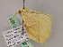  ( - BC ZSM Lep 07497)  @11 [ ] CreativeCommons - Attribution Non-Commercial Share-Alike (2010) Unspecified SNSB, Zoologische Staatssammlung Muenchen