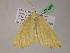  (Tetracis AH01Cl - BC ZSM Lep 07498)  @11 [ ] CreativeCommons - Attribution Non-Commercial Share-Alike (2010) Unspecified SNSB, Zoologische Staatssammlung Muenchen