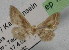  (Idaea palmata - BC ZSM Lep 12308)  @11 [ ] CreativeCommons - Attribution Non-Commercial Share-Alike (2010) Unspecified SNSB, Zoologische Staatssammlung Muenchen