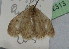 (Idaea dyraria - BC ZSM Lep 12313)  @13 [ ] CreativeCommons - Attribution Non-Commercial Share-Alike (2010) Unspecified SNSB, Zoologische Staatssammlung Muenchen