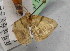  ( - BC ZSM Lep 12368)  @12 [ ] CreativeCommons - Attribution Non-Commercial Share-Alike (2010) Unspecified SNSB, Zoologische Staatssammlung Muenchen