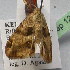  ( - BC ZSM Lep 12371)  @12 [ ] CreativeCommons - Attribution Non-Commercial Share-Alike (2010) Unspecified SNSB, Zoologische Staatssammlung Muenchen