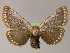  (Epicoma dispar - BC ZSM Lep 13219)  @15 [ ] CreativeCommons - Attribution Non-Commercial Share-Alike (2010) Unspecified SNSB, Zoologische Staatssammlung Muenchen