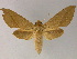  ( - BC ZSM Lep 13221)  @11 [ ] CreativeCommons - Attribution Non-Commercial Share-Alike (2010) Unspecified SNSB, Zoologische Staatssammlung Muenchen