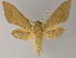  (Theretra inornata - BC ZSM Lep 13225)  @15 [ ] CreativeCommons - Attribution Non-Commercial Share-Alike (2010) Unspecified SNSB, Zoologische Staatssammlung Muenchen