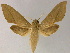  ( - BC ZSM Lep 13226)  @14 [ ] CreativeCommons - Attribution Non-Commercial Share-Alike (2010) Unspecified SNSB, Zoologische Staatssammlung Muenchen