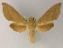  ( - BC ZSM Lep 13227)  @14 [ ] CreativeCommons - Attribution Non-Commercial Share-Alike (2010) Unspecified SNSB, Zoologische Staatssammlung Muenchen