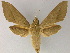  ( - BC ZSM Lep 13228)  @12 [ ] CreativeCommons - Attribution Non-Commercial Share-Alike (2010) Unspecified SNSB, Zoologische Staatssammlung Muenchen