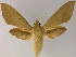  ( - BC ZSM Lep 13229)  @14 [ ] CreativeCommons - Attribution Non-Commercial Share-Alike (2010) Unspecified SNSB, Zoologische Staatssammlung Muenchen