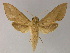  ( - BC ZSM Lep 13230)  @14 [ ] CreativeCommons - Attribution Non-Commercial Share-Alike (2010) Unspecified SNSB, Zoologische Staatssammlung Muenchen