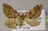  ( - BC ZSM Lep 13237)  @13 [ ] CreativeCommons - Attribution Non-Commercial Share-Alike (2010) Unspecified SNSB, Zoologische Staatssammlung Muenchen