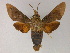  (Macroglossum vacillans - BC ZSM Lep 13245)  @15 [ ] CreativeCommons - Attribution Non-Commercial Share-Alike (2010) Unspecified SNSB, Zoologische Staatssammlung Muenchen
