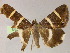  ( - BC ZSM Lep 13256)  @13 [ ] CreativeCommons - Attribution Non-Commercial Share-Alike (2010) Unspecified SNSB, Zoologische Staatssammlung Muenchen