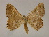  ( - BC ZSM Lep 13257)  @14 [ ] CreativeCommons - Attribution Non-Commercial Share-Alike (2010) Unspecified SNSB, Zoologische Staatssammlung Muenchen
