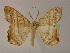  ( - BC ZSM Lep 13261)  @14 [ ] CreativeCommons - Attribution Non-Commercial Share-Alike (2010) Unspecified SNSB, Zoologische Staatssammlung Muenchen