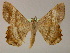  ( - BC ZSM Lep 13262)  @14 [ ] CreativeCommons - Attribution Non-Commercial Share-Alike (2010) Unspecified SNSB, Zoologische Staatssammlung Muenchen