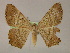  ( - BC ZSM Lep 13263)  @14 [ ] CreativeCommons - Attribution Non-Commercial Share-Alike (2010) Unspecified SNSB, Zoologische Staatssammlung Muenchen