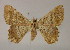  ( - BC ZSM Lep 13264)  @14 [ ] CreativeCommons - Attribution Non-Commercial Share-Alike (2010) Unspecified SNSB, Zoologische Staatssammlung Muenchen